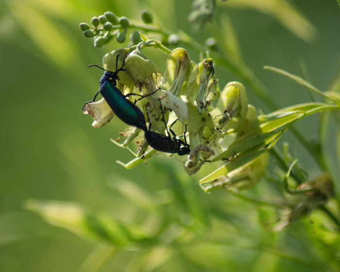 Мушки продолжают свой вид