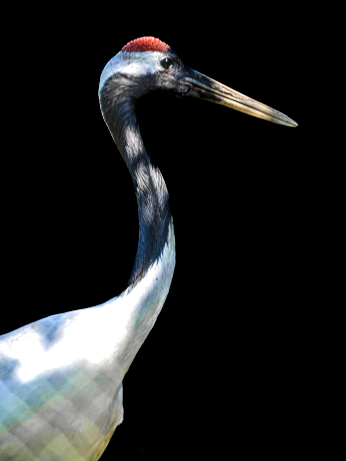 Японский журавль