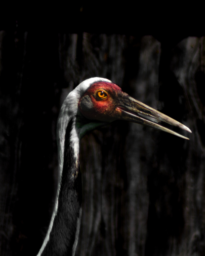 Даурский журавль