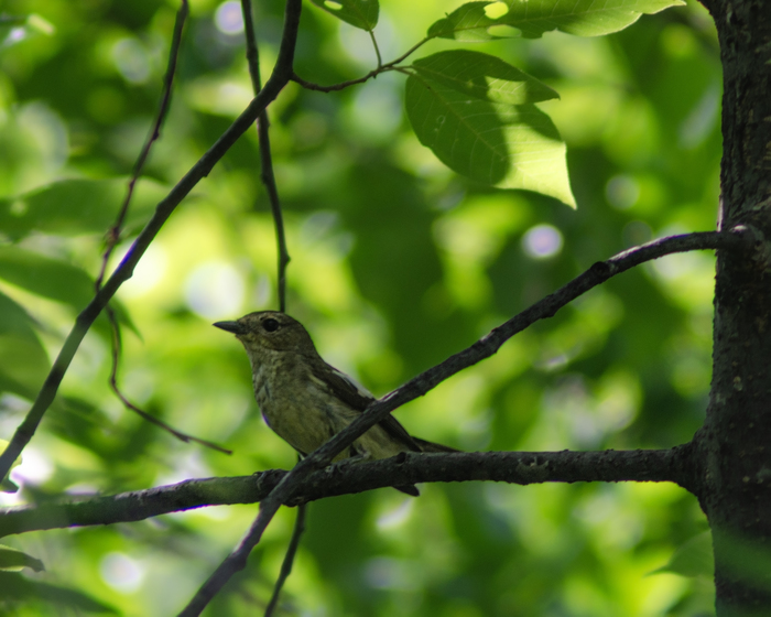 Мухрловка-пеструшка