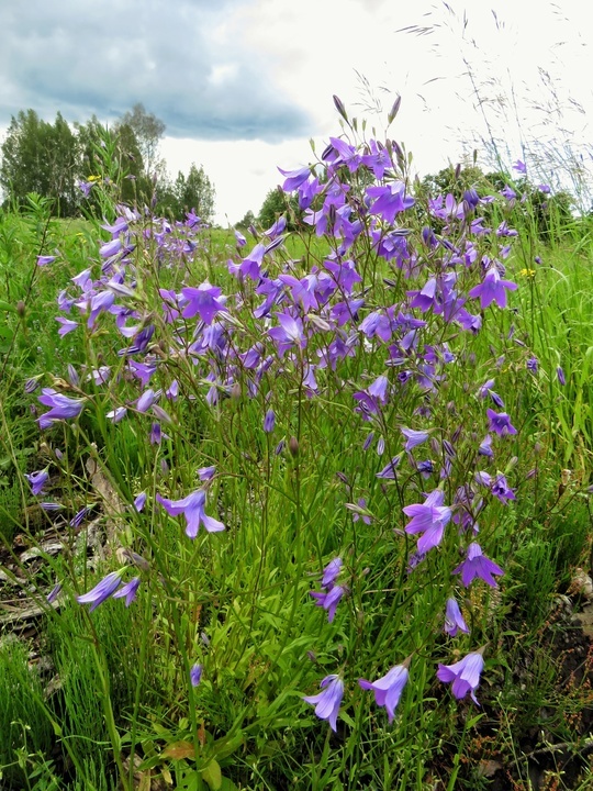 Синий цветок...