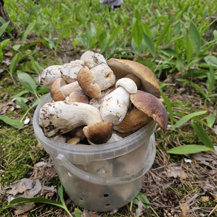 Все самые приличные грибы отдали теще. Ей 75 годиков, бабулька бодрая. Наравне с нами намотала по лесу 10000 шагов. 7 часов гуляли. Ребята! Все в лес. Граница Тамбовской и Липецкой области.