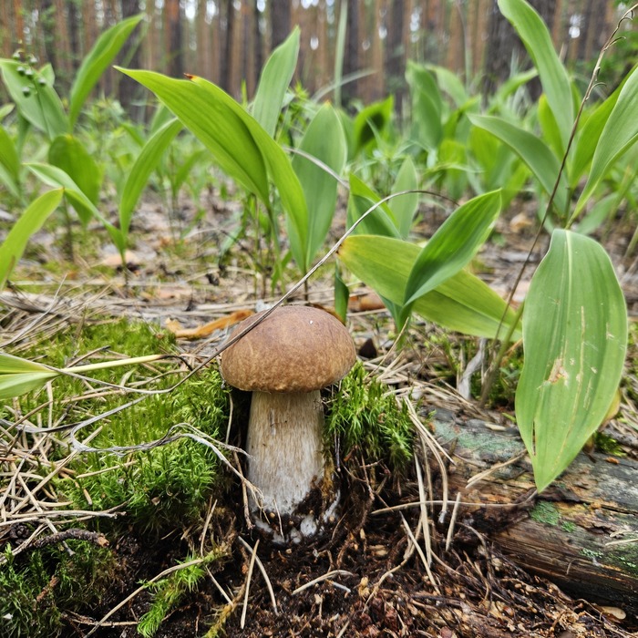 Стоит. Манит.