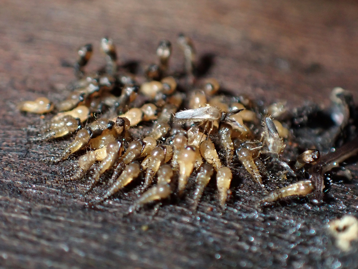 Личинусы мокрецов массово кормятся... чем-то.