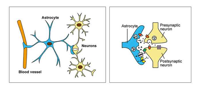         , , , , Toxoplasma Gondii, , 