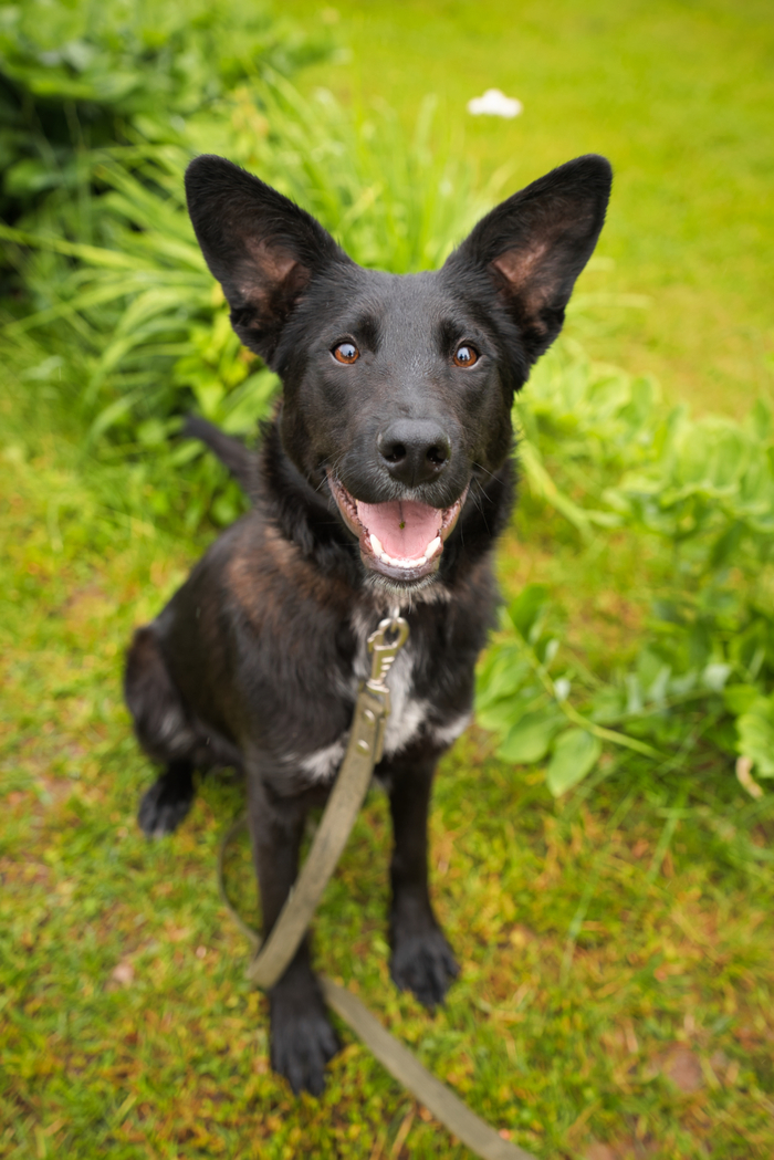 Лунтик,-Один из 9 щенков