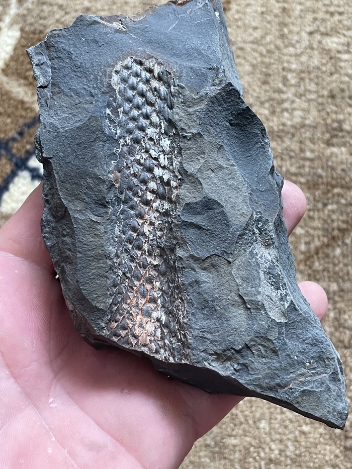 Отпечаток коры плауна Лепидодендрона