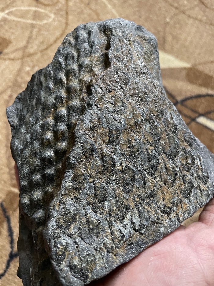 Отпечаток коры плауна Лепидодендрона двух видов на одном камне!