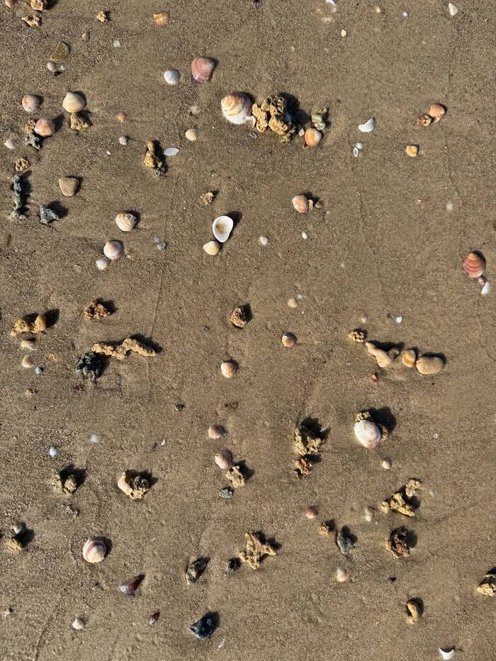 ����� ������������ ����� �������