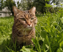 ����, ������� ��� �����, -�����