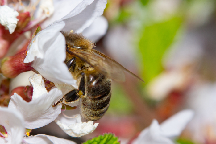 Canon 600d + anon 55-250 mm   .