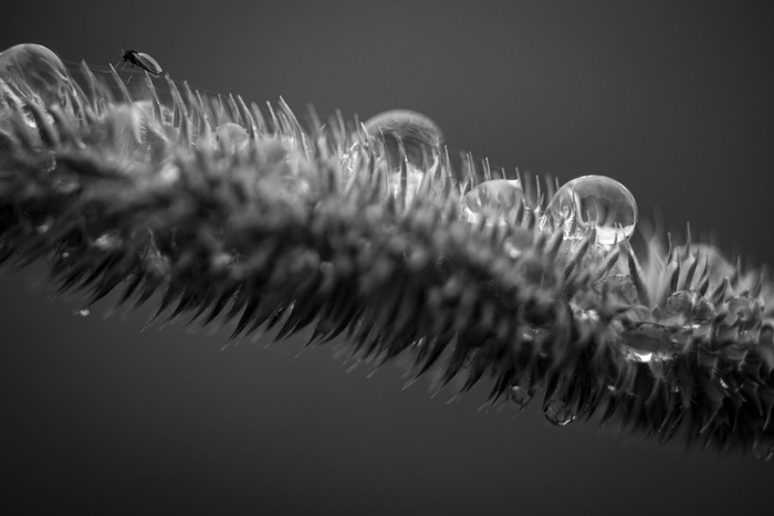    Digital, , , , ,  , , Canon