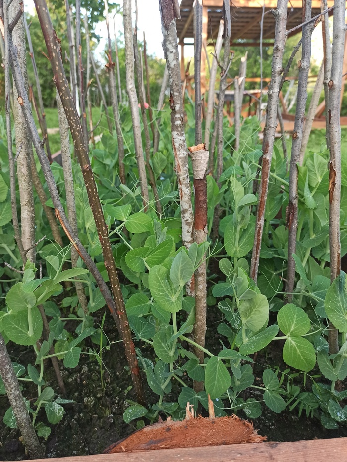 Горох готовится цвести)