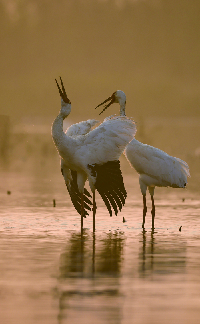 Фото Чжоу Хайянь. Стерхи считаются непревзойденными танцорами в птичьем мире