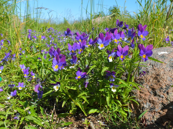 Финский залив. Фото Е. Глазковой.