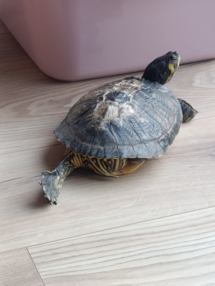 На фотке ещё линяет, сейчас уже почти вся обновилась