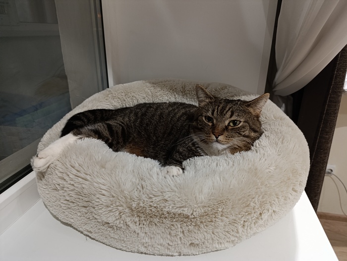 Мягко. Пушисто. Удобно