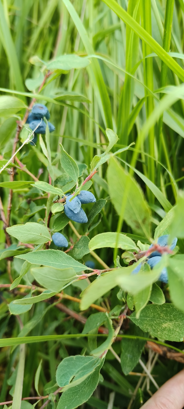 Жимолость просто съели. Один куст горьковатый оказался. Такие ягоды лучше протирать с сахаром, потом питьевые морсики замешивать. Второй сладкий.