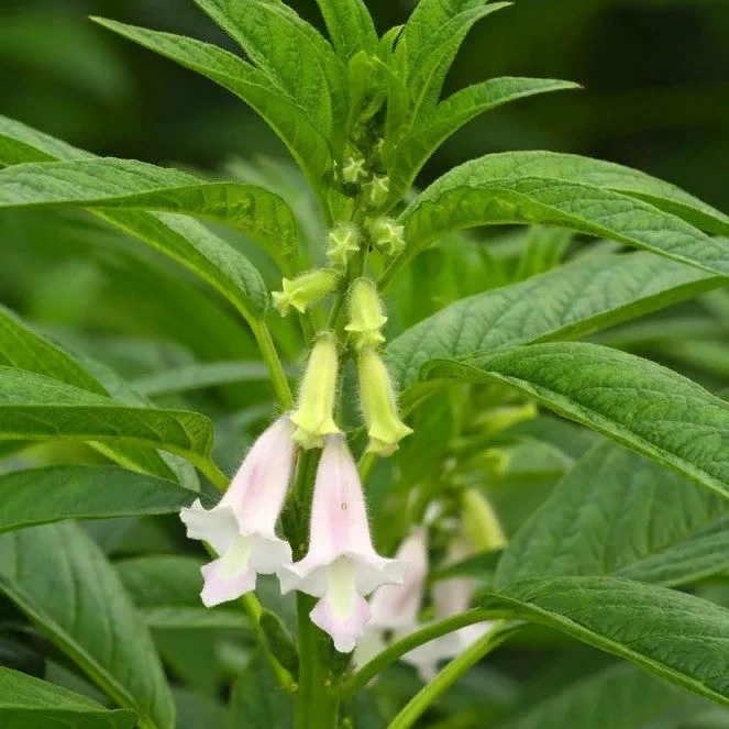 Интересный факт номер 2: Кунжут также называют сезам, а по-арабски - сим-сим. Фраза "Сезам, откройся!" связана с плодами кунжута, которые при созревании громко раскрываются, чтобы распространить семена.