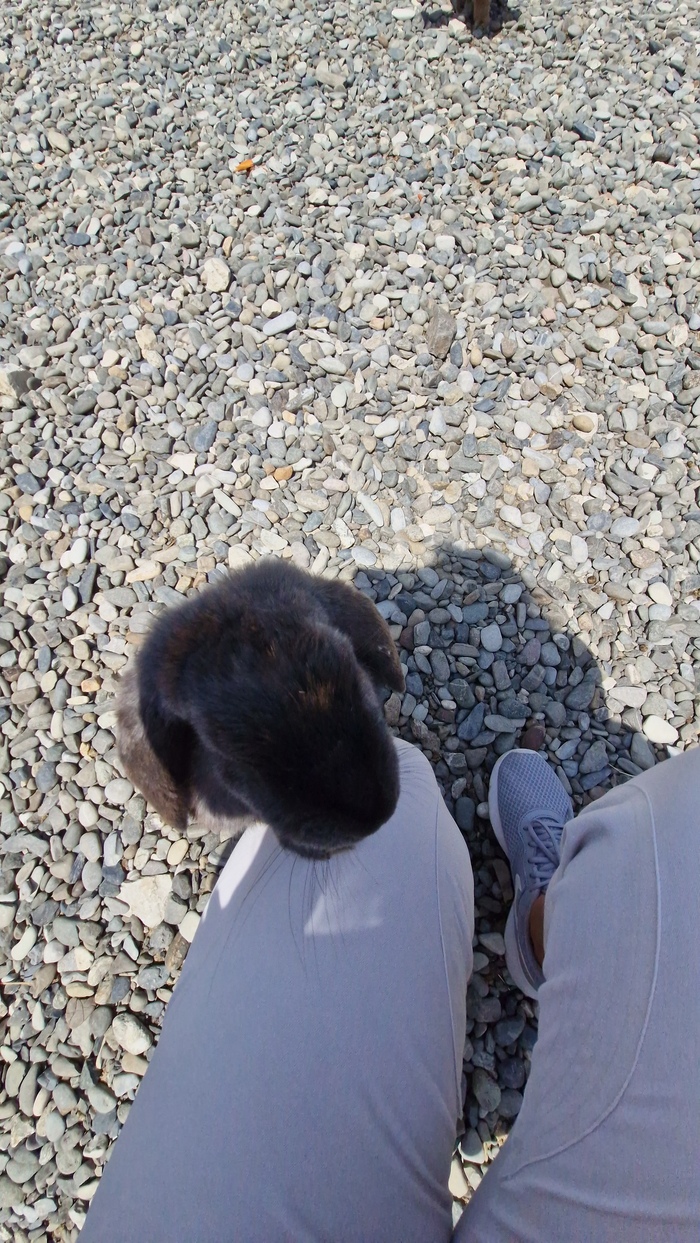 Просит морковку