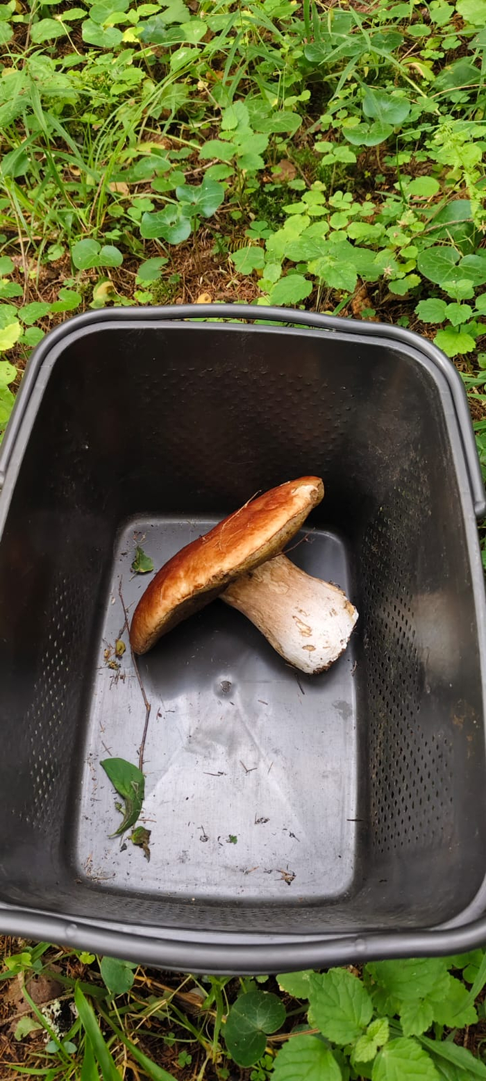 Самый первый гриб сегодня