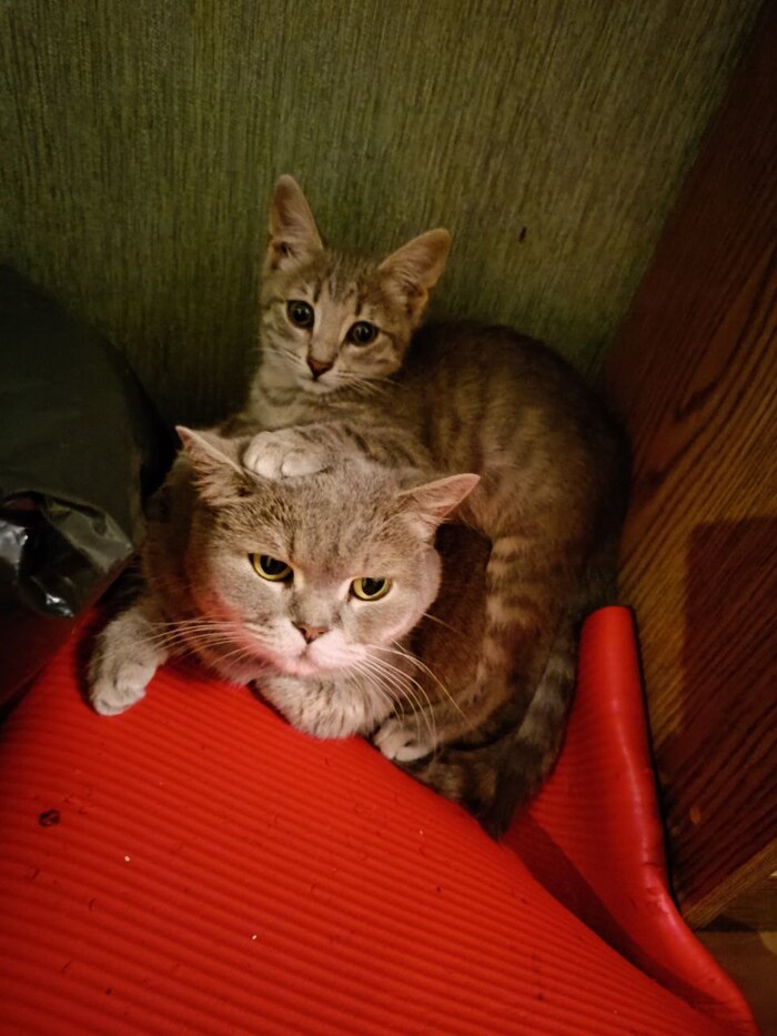   ,      =) ,  , , 