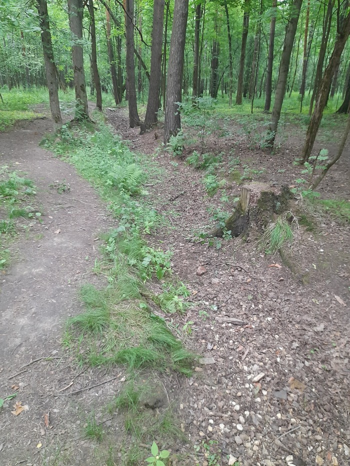 Русло Лесного ручья в направлении Руинного пруда