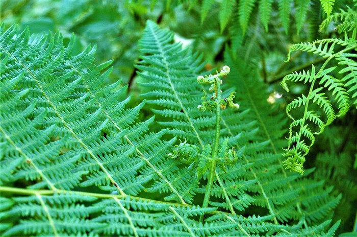    -    )   -    )    -  .