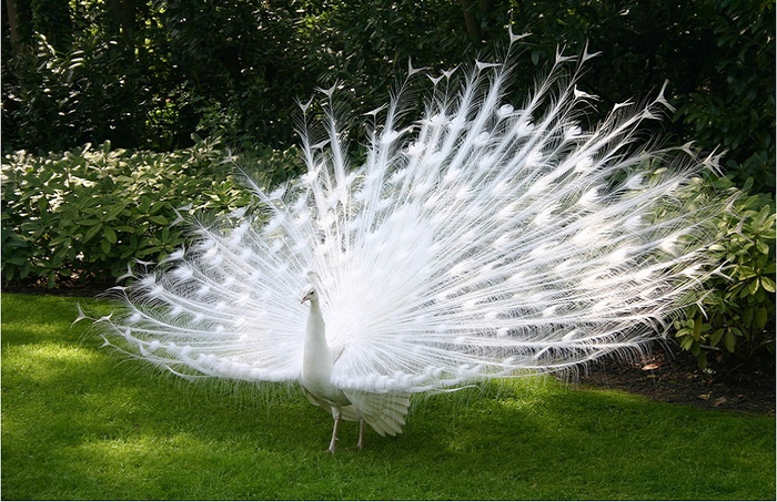       , ,  , ,  ,   (), 