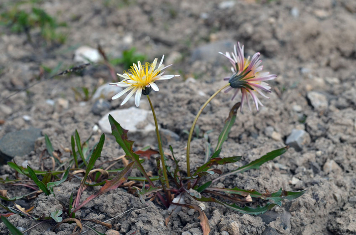  , Taraxacum pseudoroseum.