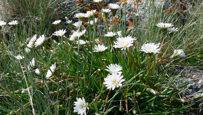  , Taraxacum leucoglossum.