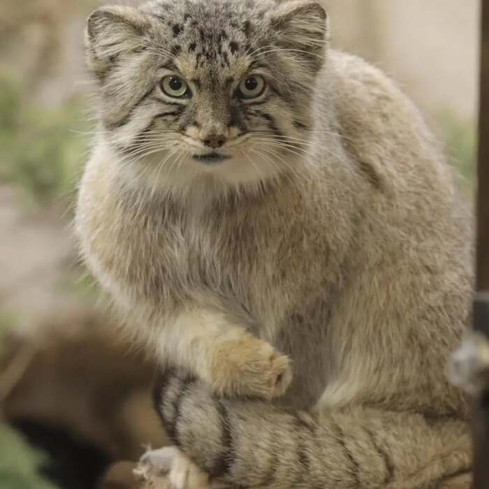 Бол🌈 Зоопарк Насу. Фото взято из аккаунта <a href="https://pikabu.ru/story/proshchay_bolushka_myi_budem_pomnit_tebya_12933774?u=https%3A%2F%2Fwww.instagram.com%2Fp%2FDL1387dxPdv%2F%3Figsh%3DMTBlbTJxcWZvam1rdg%3D%3D&t=dmu_animal_photis%20inst&h=3c04c95491fc12b97061fed6278dcf81e92f6e21" title="https://www.instagram.com/p/DL1387dxPdv/?igsh=MTBlbTJxcWZvam1rdg==" target="_blank" rel="nofollow noopener">dmu_animal_photis inst</a>