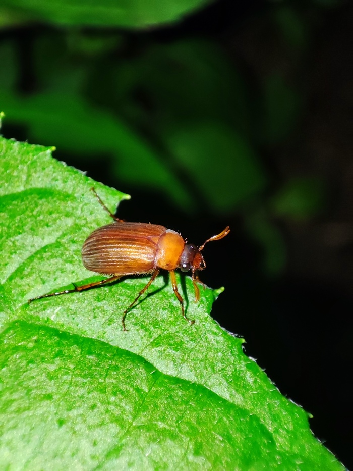 Хрущик рыжий