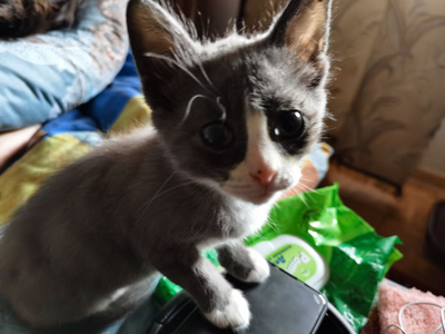 Иллюстрация к комментарию