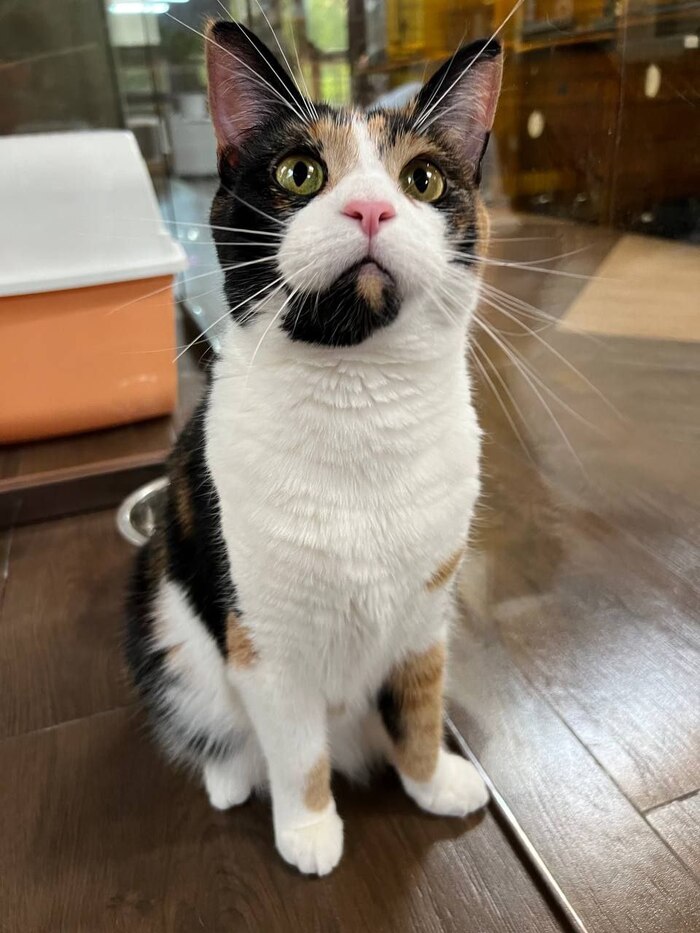 Шпунька ищет дом