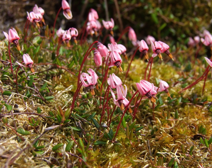    .  .    <!--noindex--><a href="https://pikabu.ru/story/yagodyi_klyukva_12942637?u=http%3A%2F%2Fplantarium.ru&t=plantarium.ru&h=a99e55320aea562513d8f75971d3e7338d0dbe18" title="http://plantarium.ru" target="_blank" rel="nofollow noopener">plantarium.ru</a><!--/noindex-->.