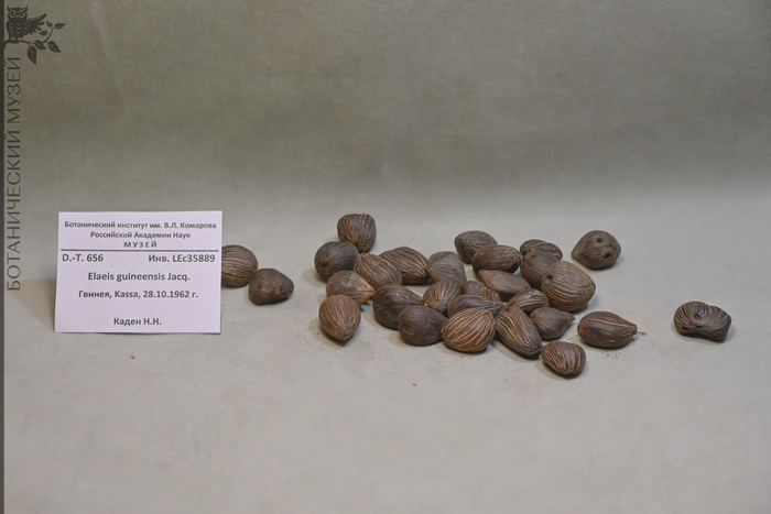 Плоды масличной пальмы, Гвинея. Из фондов Ботанического музея БИН РАН.