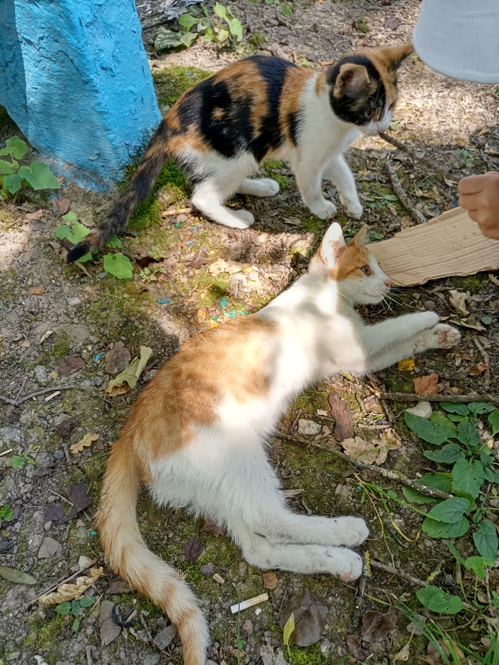 ! "  ".      -!  ,  , , ,  , , , , , 