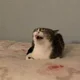 ����� ����� ������ ���� �����������