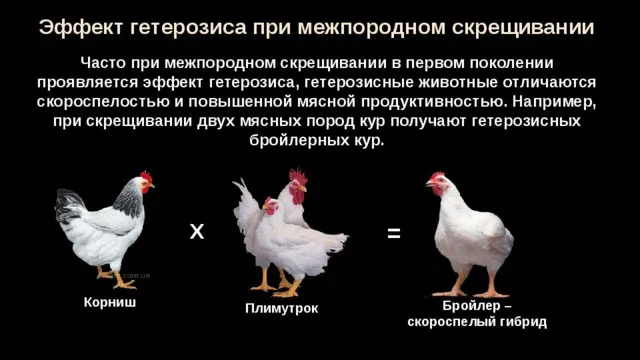 Why can't broiler chicken eggs produce broiler chicks? How do they hatch? A poultry farming mystery. - Egg, Hen, Food, Pets, Animals, Wild animals, Zen, Yandex Zen, Yandex Zen (link), Longpost