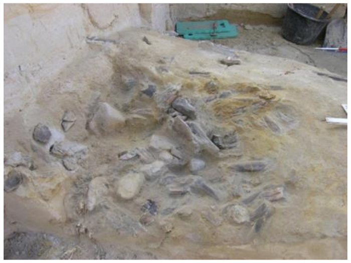 Скопление костей и камней, квадрат 229/308