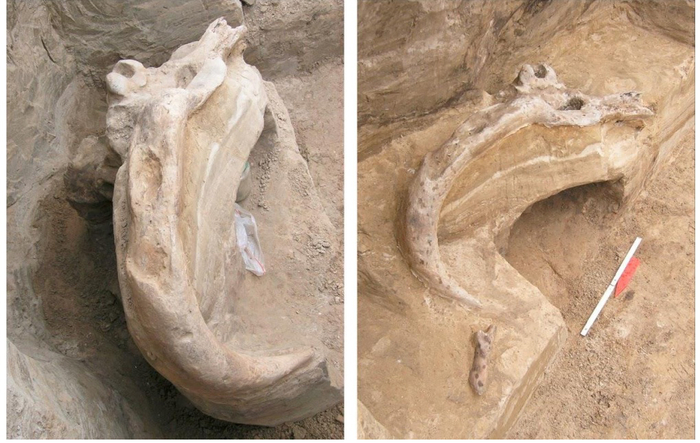 Один из немногих относительно целых черепов - череп быка на месте обнаружения