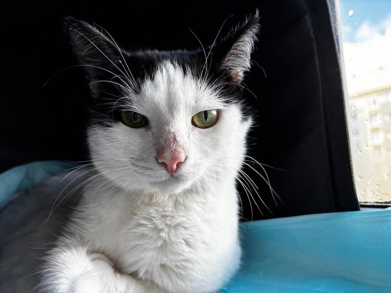 Peter! Kittens are looking for a home - cat, In good hands, Saint Petersburg, Shelter, Good league, Longpost