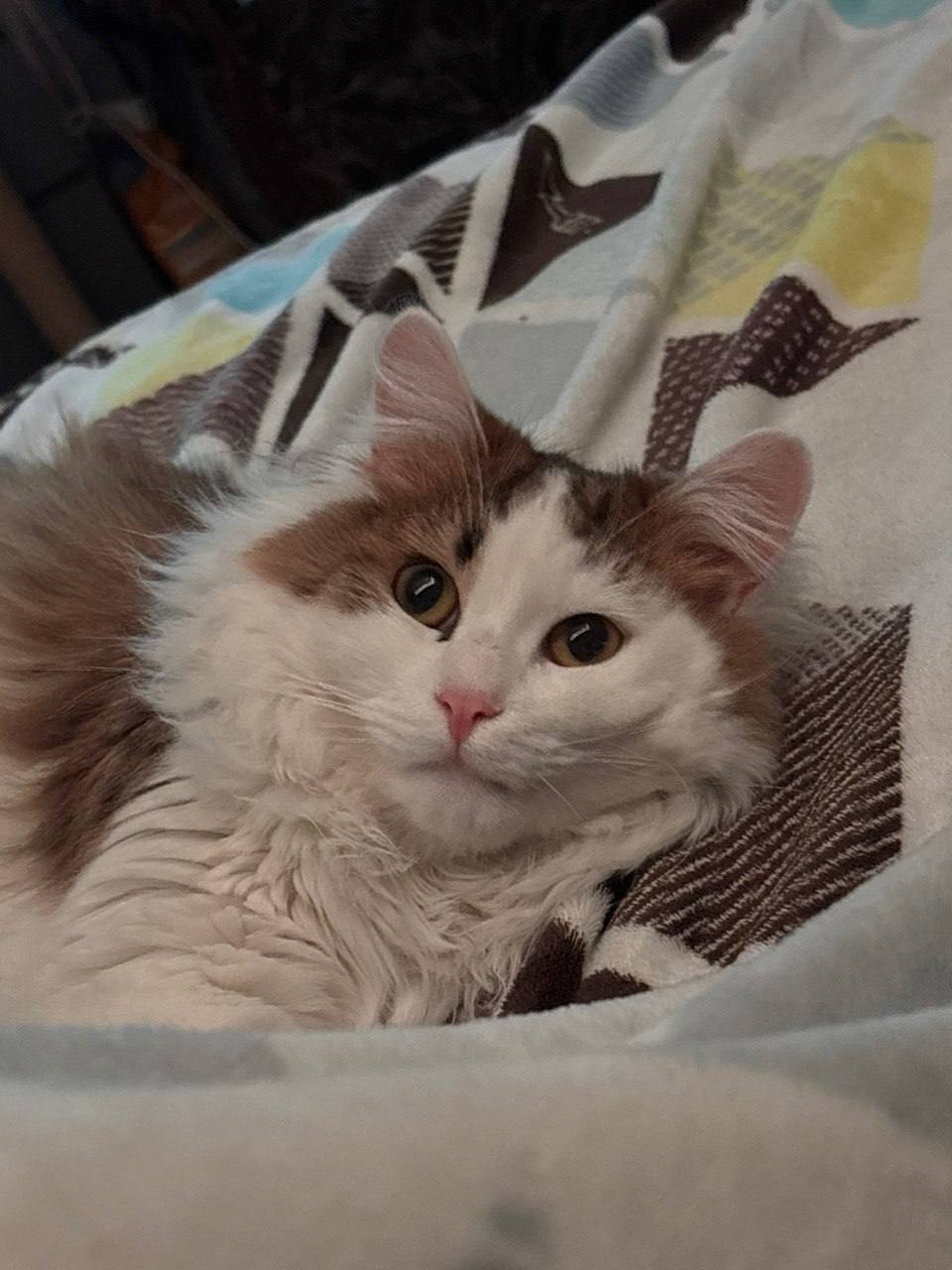 Peter! Kittens are looking for a home - cat, In good hands, Saint Petersburg, Shelter, Good league, Longpost