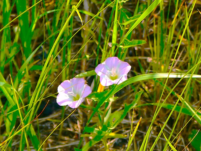 Полевые цветы