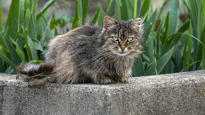 �������� �����