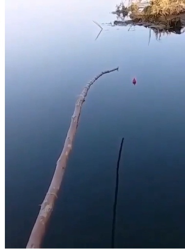 Удочка из орешника