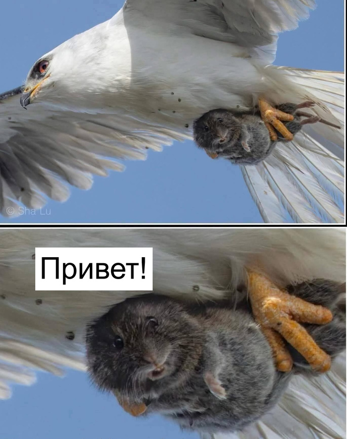 ������! )