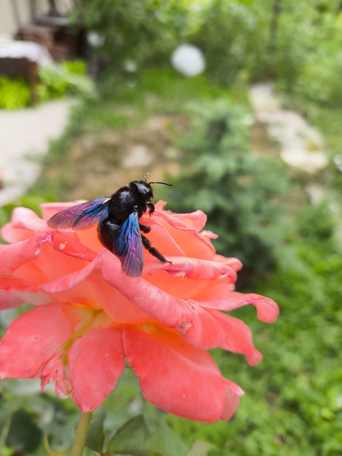 Собираем различный урожай