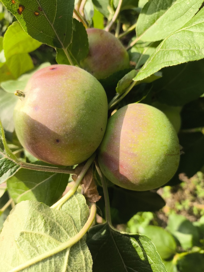 Так кстати растёт хурма